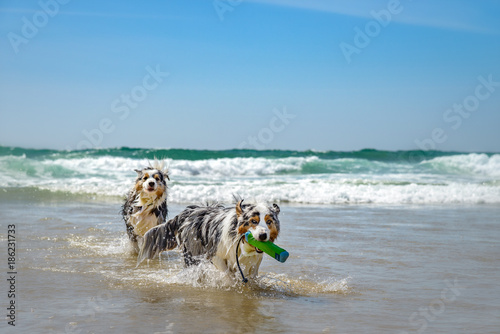 Fototapeta Naklejka Na Ścianę i Meble -   Eine Gruppe von zwei nassen Australian Shepherds springen voller Lebensfreude durch das blaue Wasser . 
