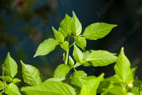 New stems and green leaves of chile chiltepe in Guatemala Capsicum annuum var. glabriusculum