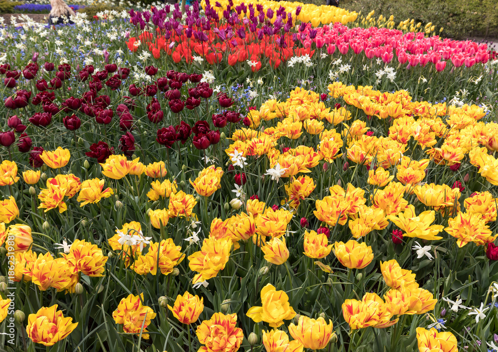colorful tulips and daffodils blooming in a garden colorful tulips and daffodils blooming in a garden