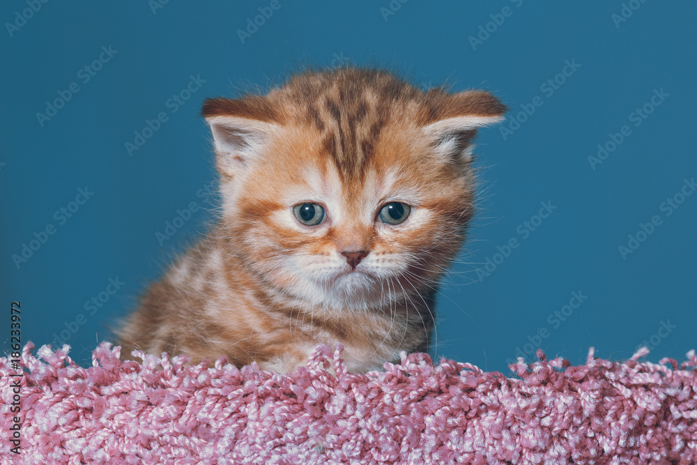 Naklejka premium portrait a close-up of a gorgeous Scottish kitten at the age of one month 