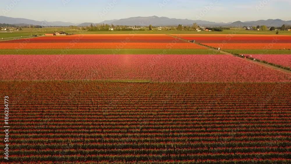 Tulip Varieties Shimmer in Sunlight Floral Agriculture Flowers Tulip Varieties Shimmer in Sunlight Floral Agriculture Flowers