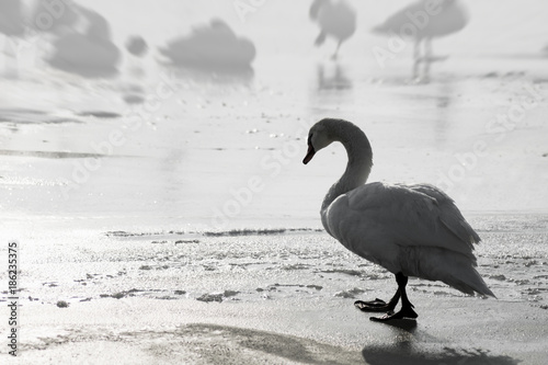 lonely sad swan walking photo