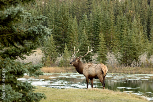 Elk coming down to the water on sunset hours in Banff National Park during the fall season