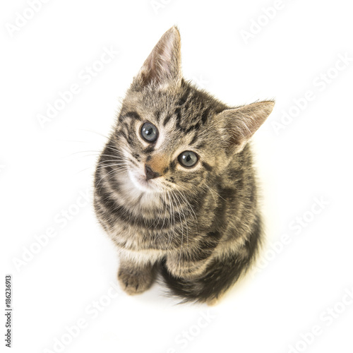Fototapeta Naklejka Na Ścianę i Meble -  Cute tabby young cat looking up seen from a high angle view
