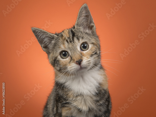 Portait of a young female cat looking at the camera on a orange background © Elles Rijsdijk