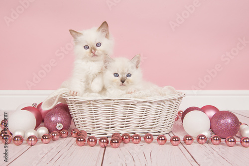 Fototapeta Naklejka Na Ścianę i Meble -  Two baby ragdoll cats in a basket with pink christmas decoration