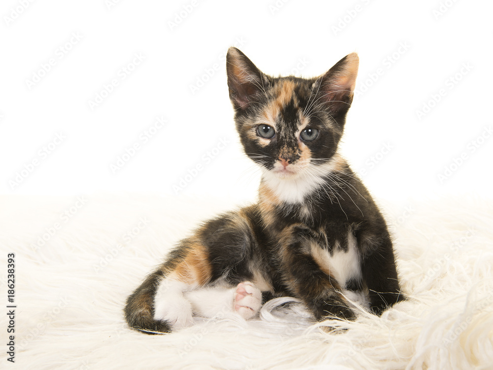 Cute tortoiseshell baby cat lying down and looking up on a white fur blanket on a white bakcground