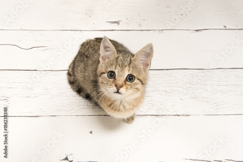 Fototapeta Naklejka Na Ścianę i Meble -  Cute tabby young cat looking up seen from a high angle view on a white wooden background