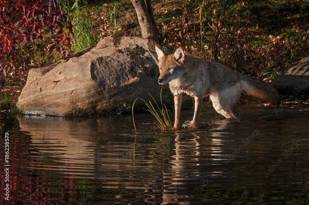Coyote (Canis latrans) Stretches Out to Rock Coyote (Canis latrans) Stretches Out to Rock