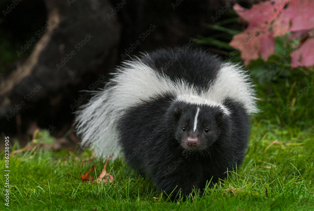Striped Skunk (Mephitis mephitis) Walks Forward in Grass Striped Skunk (Mephitis mephitis) Walks Forward in Grass