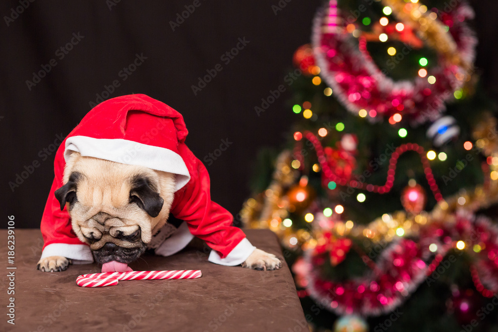 A funny Christmas pug in a Santa Claus costume licks a candy cane near the Christmas tree.