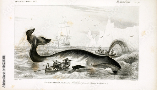 Illustration of animal
