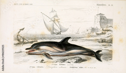 Illustration of animal