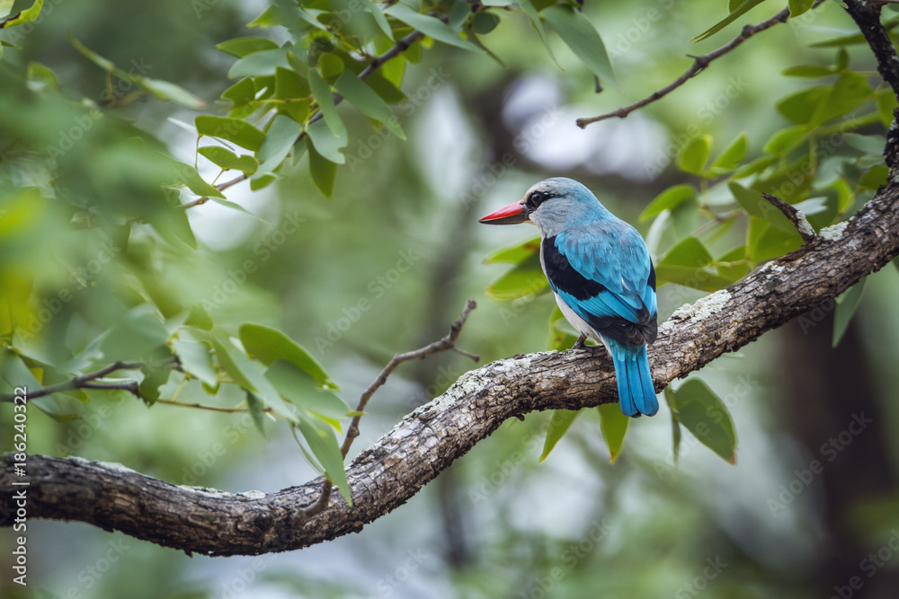 Woodland kingfisher in Kruger National park, South Africa Woodland kingfisher in Kruger National park, South Africa