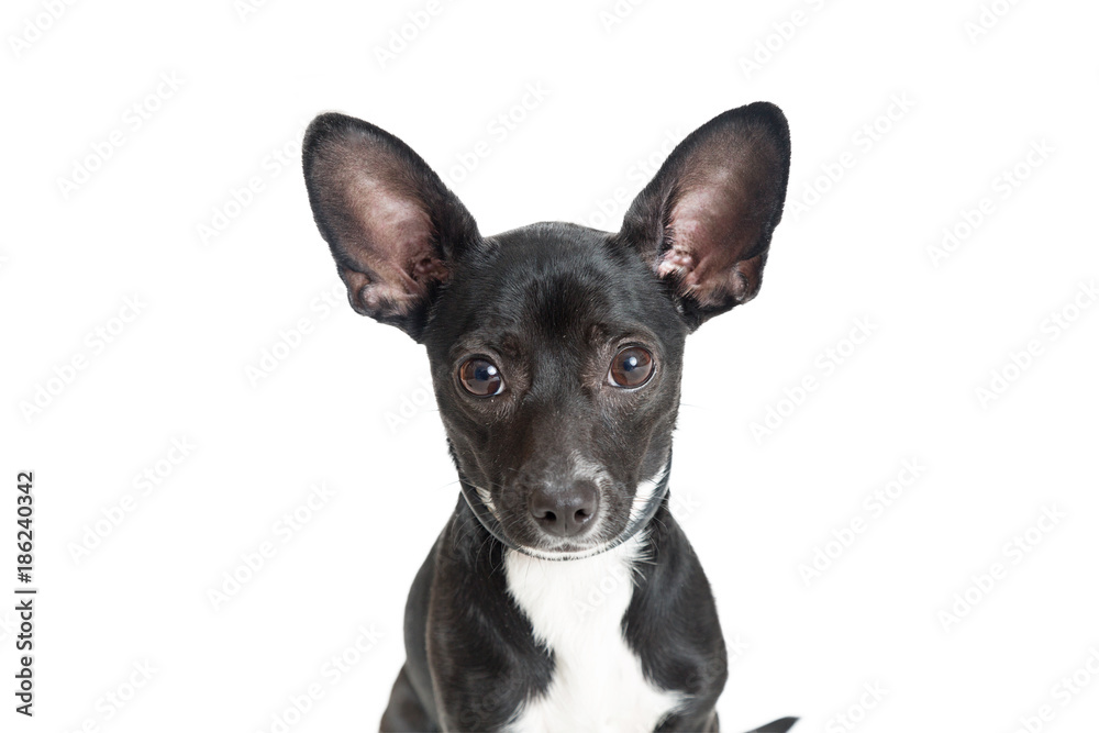 Closeup Black Chihuahua Dog on White Closeup Black Chihuahua Dog on White