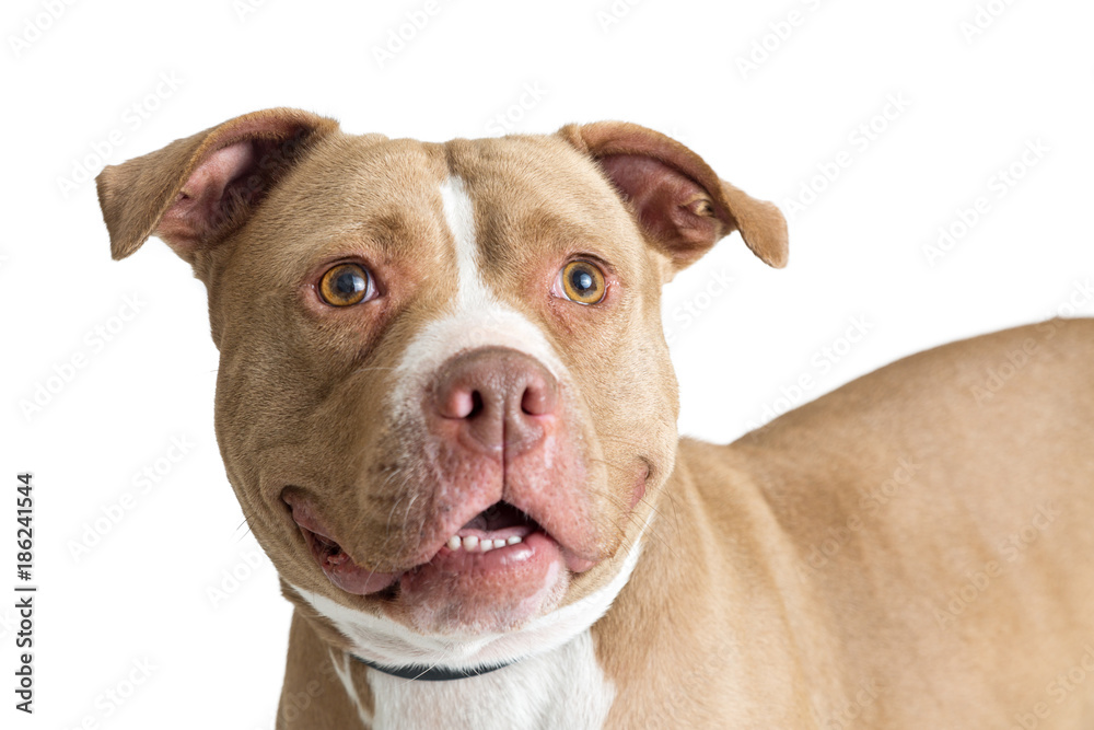 Closeup Happy Friendly Fawn Pit Bull Dog