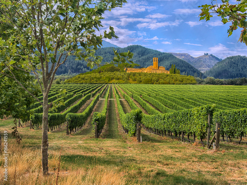 Vineyard in Tuscany, Italy photo