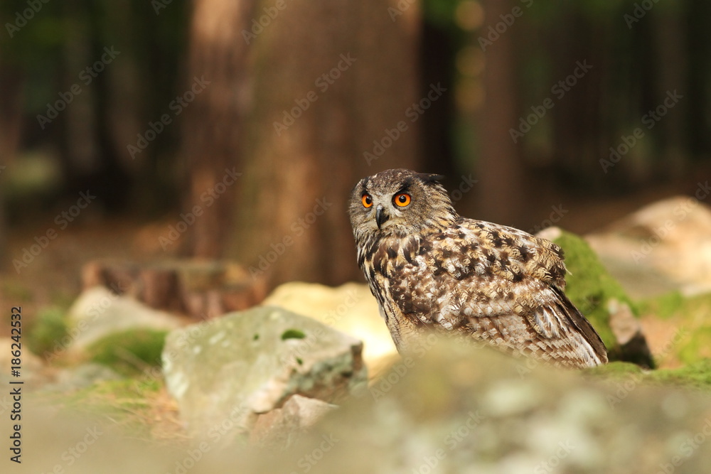 Owl is spread almost throughout Europe. Bubo bubo. Owl in the wild. Czech nature. Highlands. Autumn nature of Czech. Bird. Owl is spread almost throughout Europe. Bubo bubo. Owl in the wild. Czech nature. Highlands. Autumn nature of Czech. Bird.