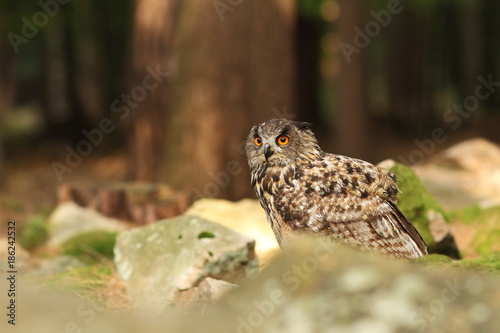 Owl is spread almost throughout Europe. Bubo bubo. Owl in the wild. Czech nature. Highlands. Autumn nature of Czech. Bird.