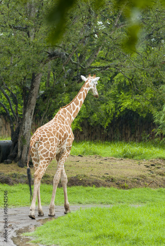 One giraffe under the rain safari auto park in Guatemala. Giraffa camelopardalis