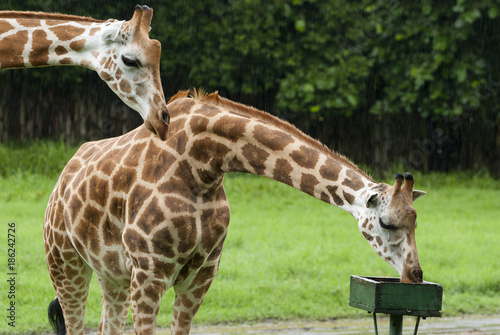 Two giraffes under the rain safari auto park in Guatemala. Giraffa camelopardalis