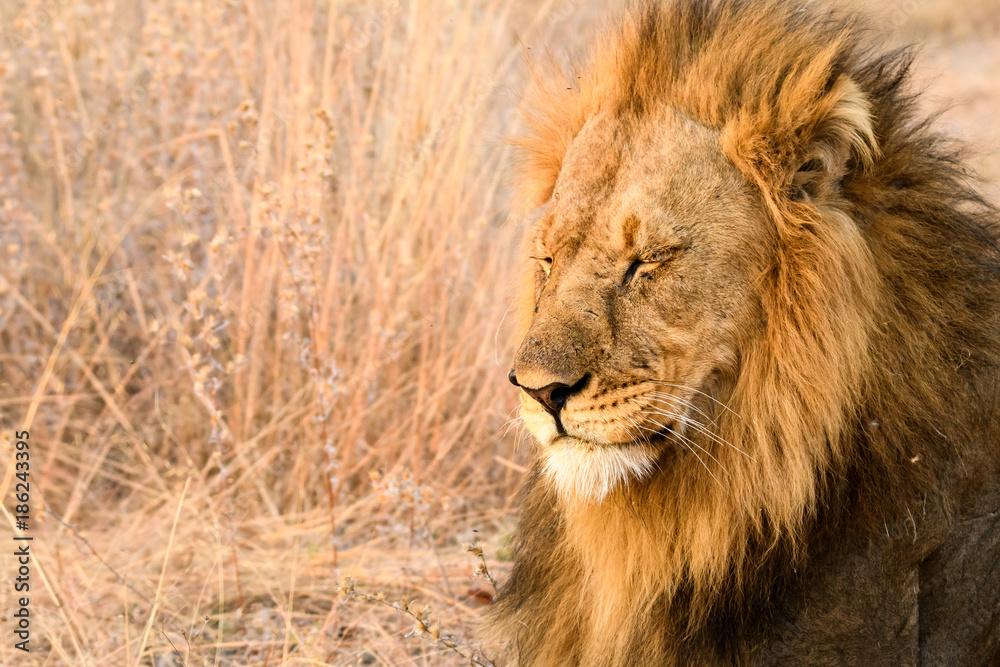 Portrait of a male lion in the early morning sun, Botswana, Africa
