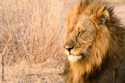 Portrait of a male lion in the early morning sun  Botswana  Africa  