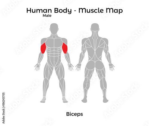 Male Human Body - Muscle map, Biceps. Vector Illustration - EPS10.