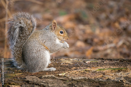 grey squirrel © scott