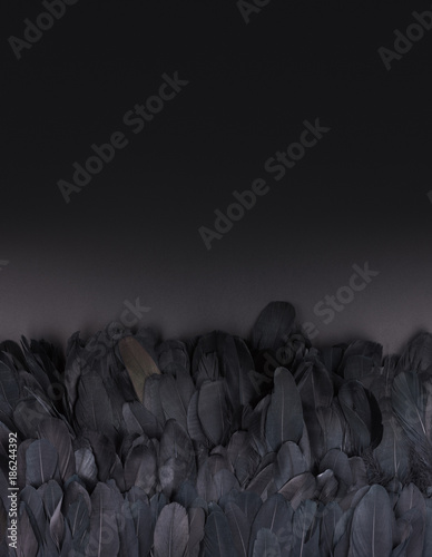 Background with space for text placement. Black goose feathers on a dark background