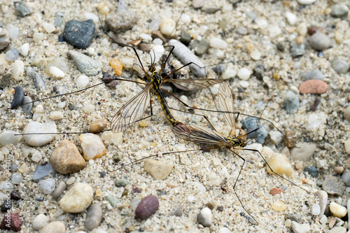 Two Crane Flies  Nephrotoma Spec.  in Copula from above II