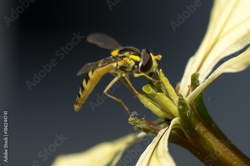 Hoverfly (Syrphidae,) on arugula flower (Eruca sativa)