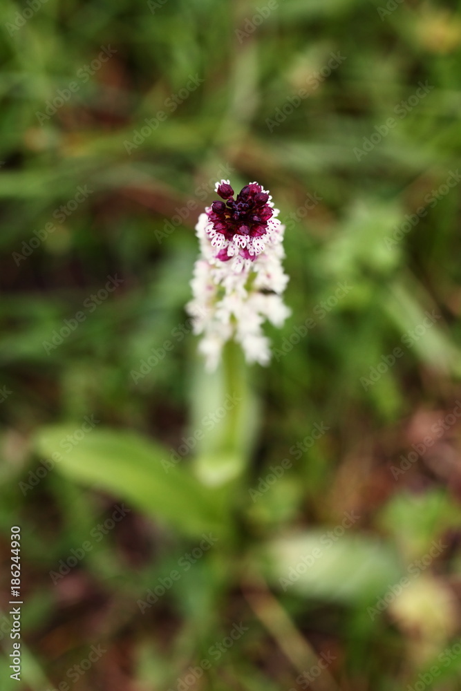 Orchidaceae. The wild nature of the Czech Republic. A rare plant of wild nature. Plant in the grass. Beautiful picture. Spring nature. Orchidaceae. The wild nature of the Czech Republic. A rare plant of wild nature. Plant in the grass. Beautiful picture. Spring nature.