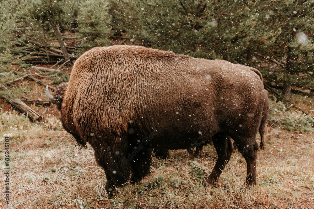 American Bison Buffalo Grazing in Yellowstone National Park