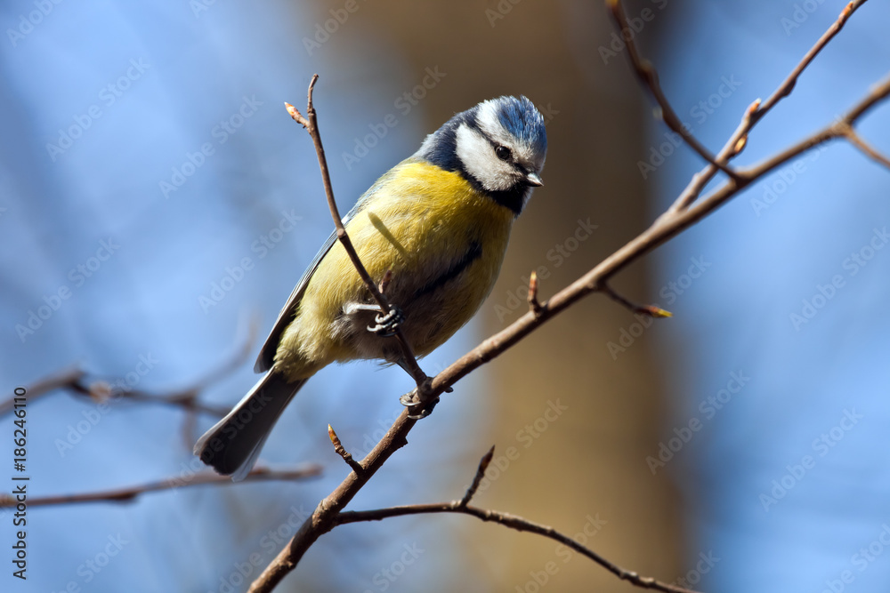 Fototapeta premium Bird blue tit on a branch closeup