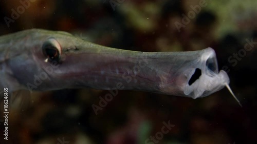 Trumpetfish (Aulostomus maculatus) attempts to hide in corals, WAKATOBI, Indonesia, slow motion photo