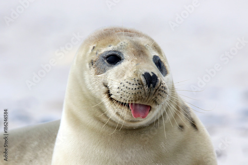 Junge Robbe mit rausgestreckter Zunge