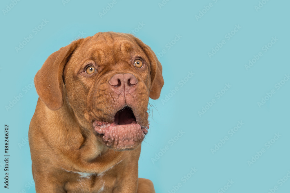 Portrait of a dogue de bordeaux looking funny and surprised on a blue turqoise background