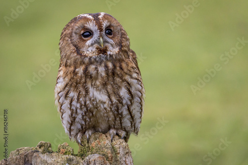 English Tawny Owl resting on tree stump