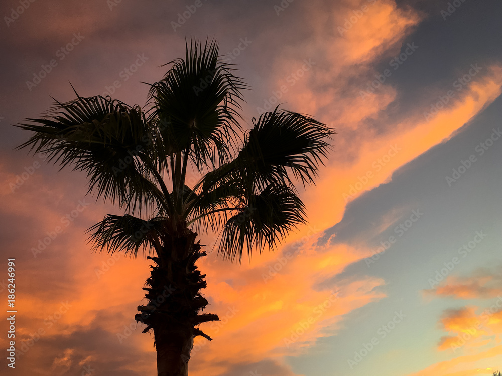 Tropical sunset palm tree silhouette skies