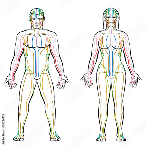 Fototapeta Naklejka Na Ścianę i Meble -  Meridian system - colored meridians of male and female body - alternative therapy tcm treatment infographic - isolated vector illustration on white background.