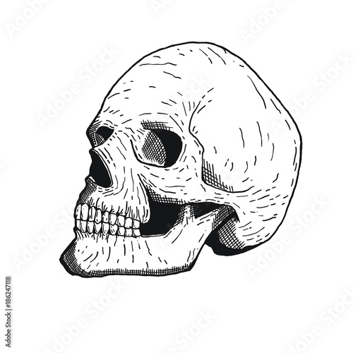 Vector Lineart Skull