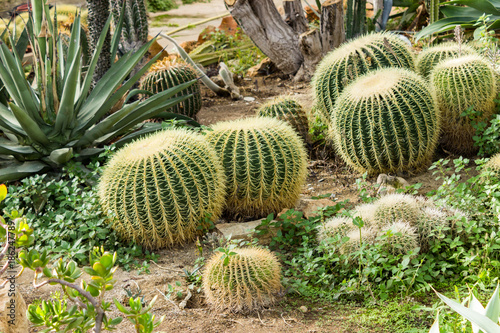 Various cacti planted in garden  mainly Echinocactus grusonii 