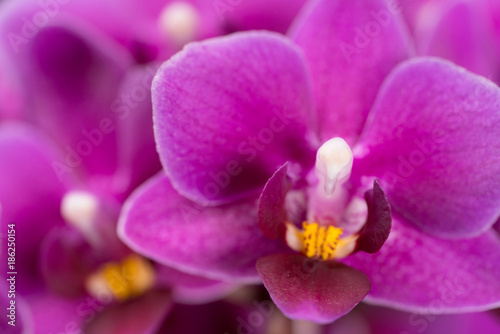 purple mini orchid on a black background