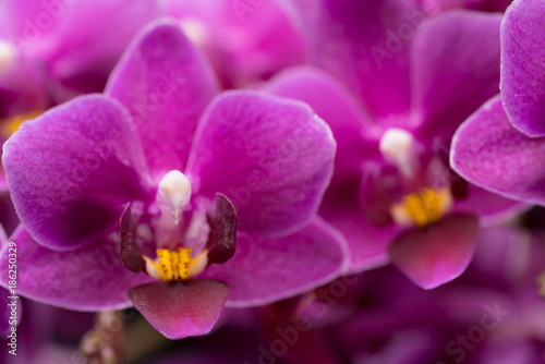 purple mini orchid on a black background © bigguns
