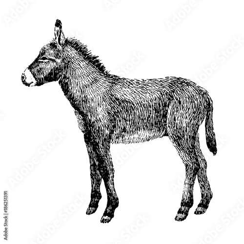 Donkey sketch style. Hand drawn illustration of beautiful black and white animal. Line art drawing in vintage style. Realistic image.