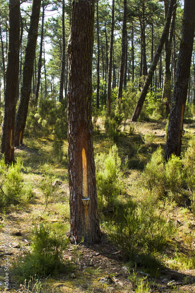 Fototapeta premium Forêt de pins maritimes