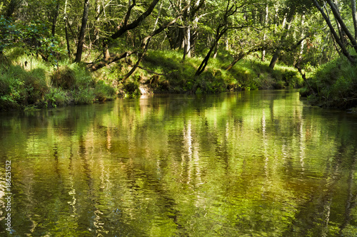 rivière dans la forêt