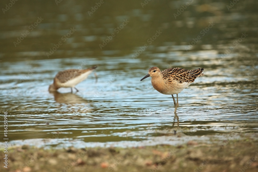 Charadrii. Wild nature of Czech. Free nature. Bird in the water. Wildlife photography. A beautiful picture of bird life. Charadrii. Wild nature of Czech. Free nature. Bird in the water. Wildlife photography. A beautiful picture of bird life.