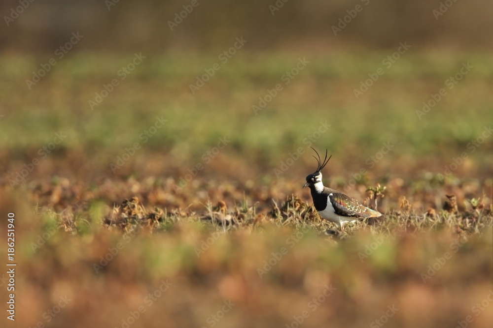 Charadrii. Wild nature of Czech. Free nature. Bird in the water. Wildlife photography. A beautiful picture of bird life.
